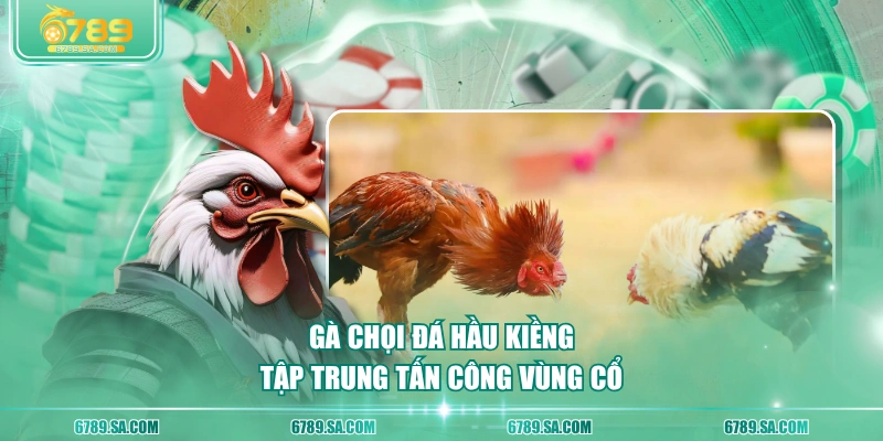 Gà chọi đá hầu kiềng tập trung tấn công vùng cổ