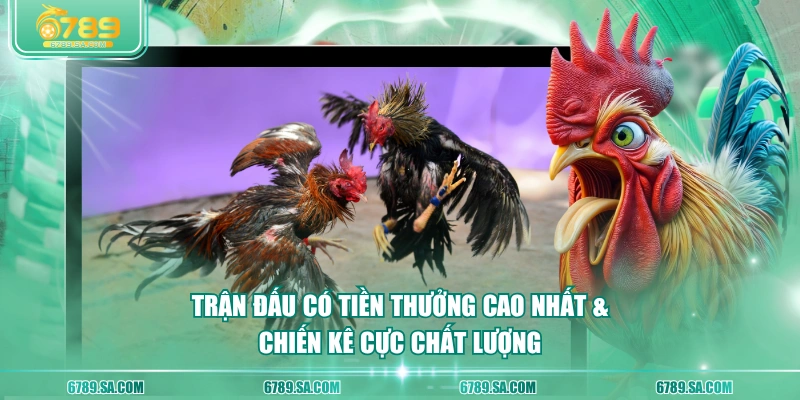 Trận đấu có tiền thưởng cao nhất & chiến kê cực chất lượng